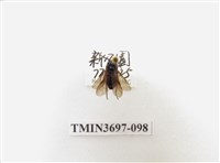 藏品(膜翅目(蜂))的圖片